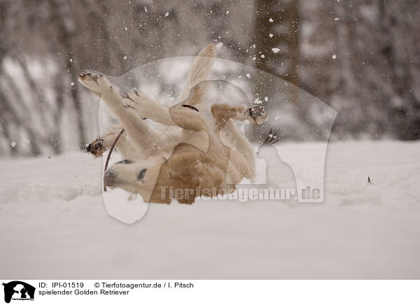 spielender Golden Retriever / playing Golden Retriever / IPI-01519