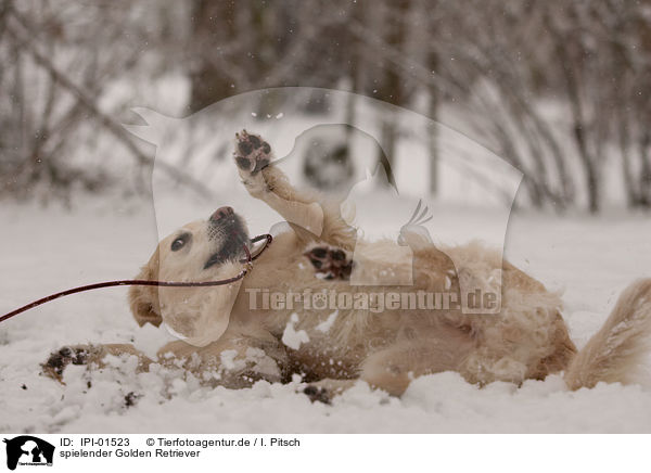 spielender Golden Retriever / playing Golden Retriever / IPI-01523