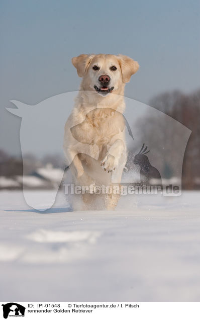 rennender Golden Retriever / running Golden Retriever / IPI-01548