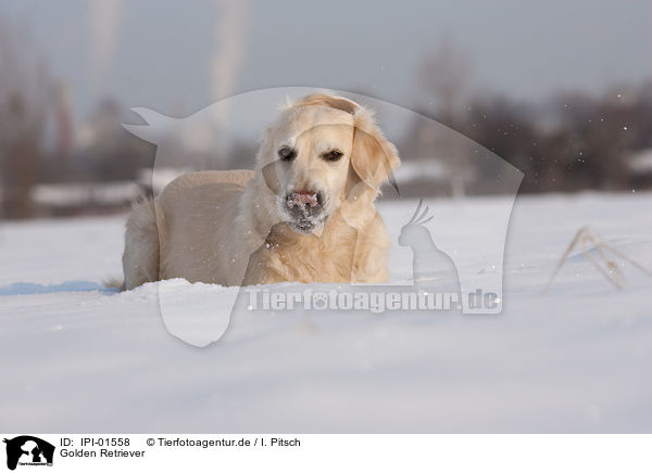 Golden Retriever / Golden Retriever / IPI-01558