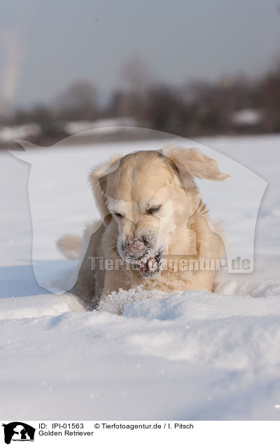 Golden Retriever / Golden Retriever / IPI-01563