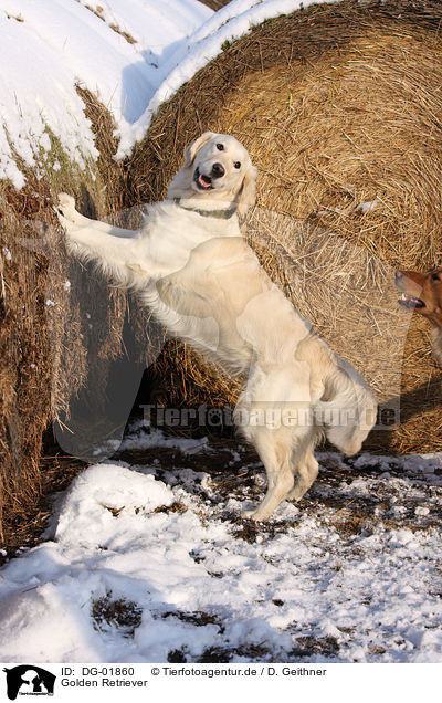 Golden Retriever / Golden Retriever / DG-01860