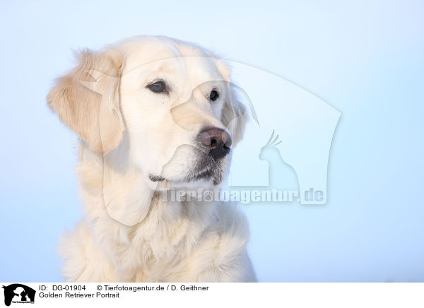 Golden Retriever Portrait / Golden Retriever Portrait / DG-01904