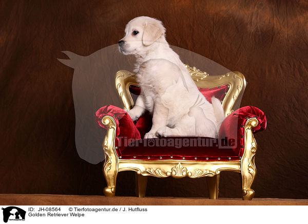 Golden Retriever Welpe / Golden Retriever Puppy / JH-08564