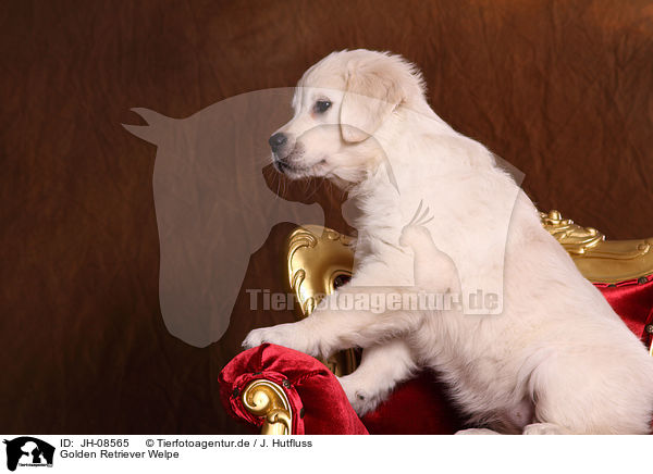 Golden Retriever Welpe / Golden Retriever Puppy / JH-08565