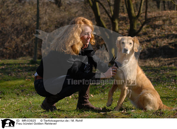 Frau brstet Golden Retriever / woman and golden retriever / MR-03925