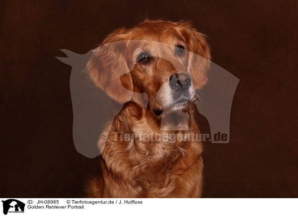 Golden Retriever Portrait / Golden Retriever Portrait / JH-08985