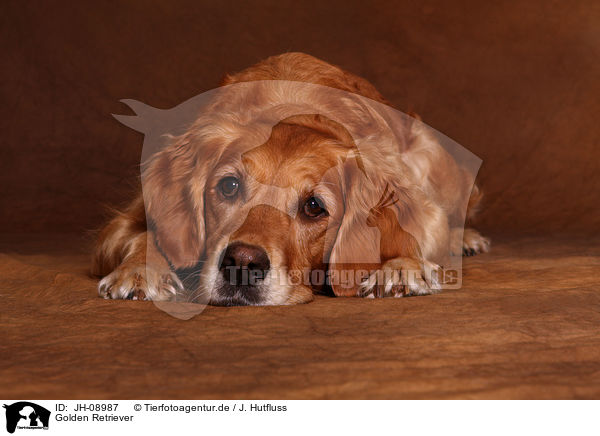 Golden Retriever / Golden Retriever / JH-08987