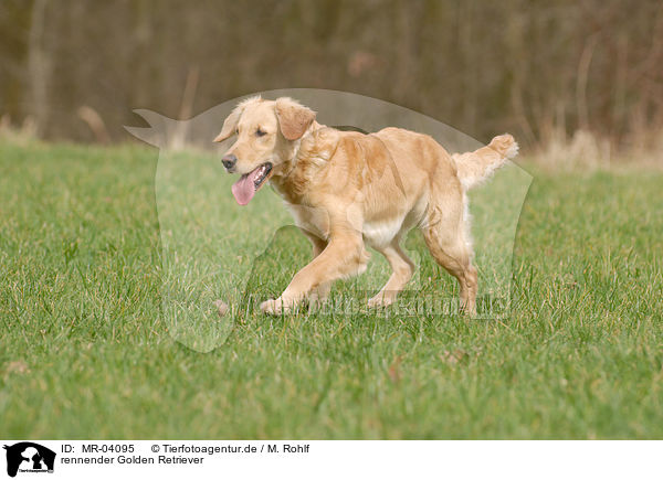 rennender Golden Retriever / running Golden Retriever / MR-04095