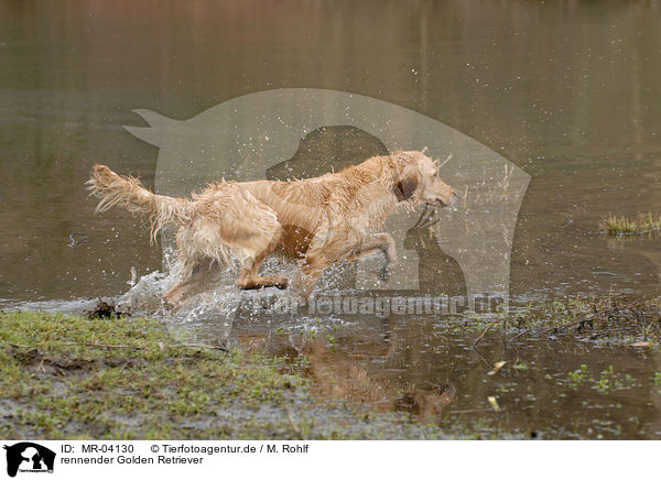 rennender Golden Retriever / running Golden Retriever / MR-04130