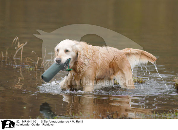 spielender Golden Retriever / playing Golden Retriever / MR-04140