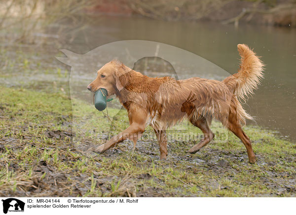 spielender Golden Retriever / playing Golden Retriever / MR-04144