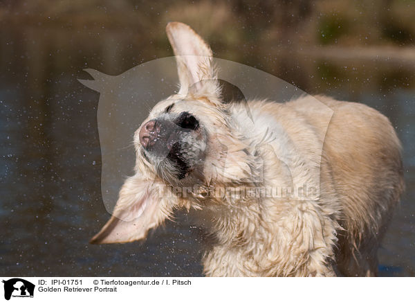 Golden Retriever Portrait / IPI-01751