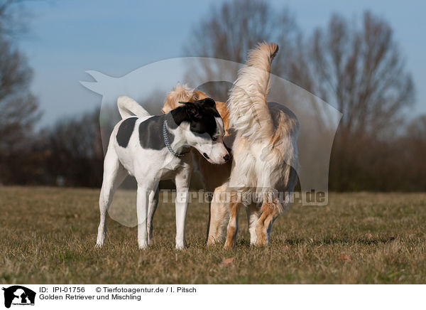 Golden Retriever und Mischling / Golden Retriever and mongrel / IPI-01756