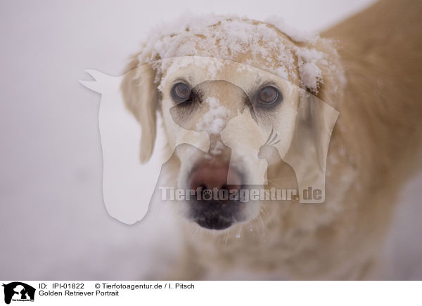 Golden Retriever Portrait / IPI-01822