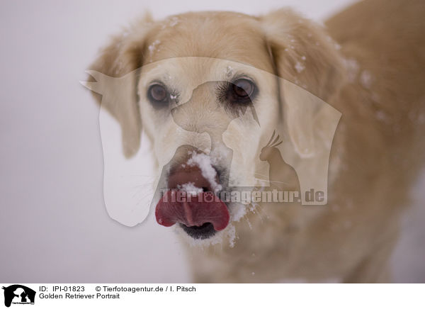 Golden Retriever Portrait / IPI-01823