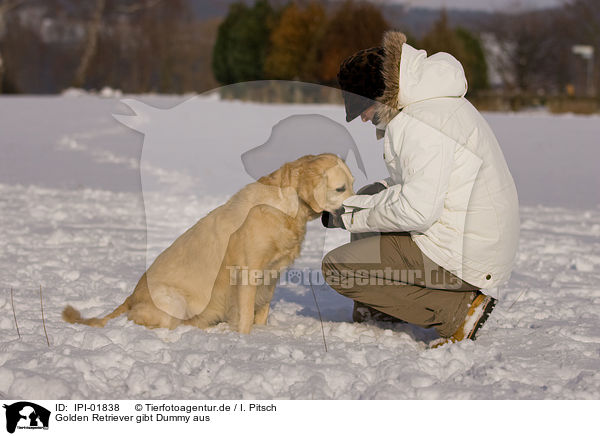 Golden Retriever gibt Dummy aus / IPI-01838