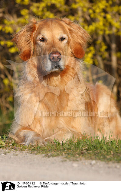 Golden Retriever Rde / male Golden Retriever / IF-05412