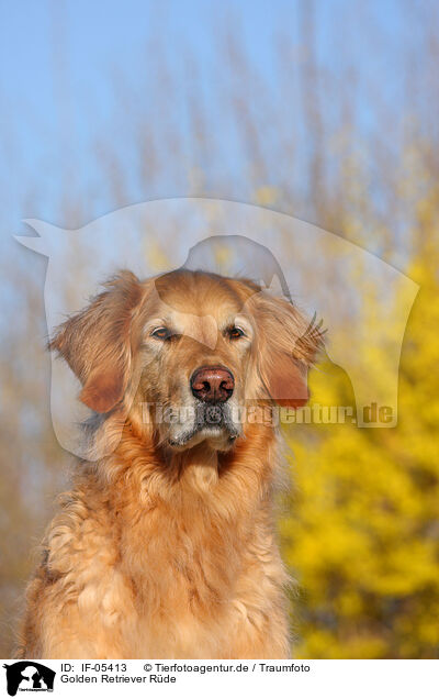 Golden Retriever Rde / male Golden Retriever / IF-05413