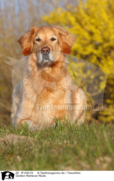 Golden Retriever Rde / male Golden Retriever / IF-05415