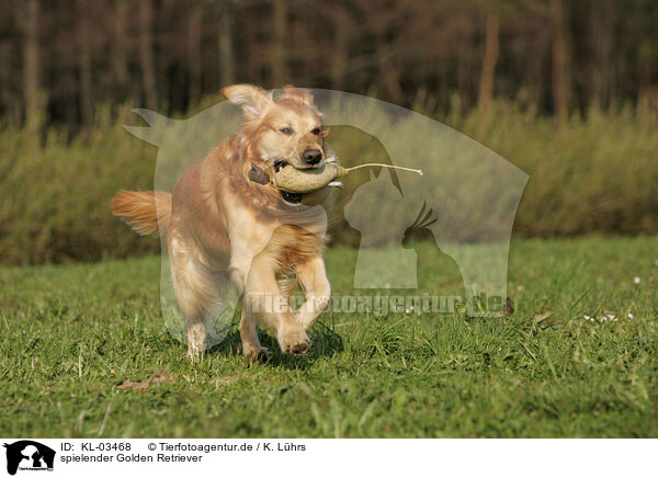 spielender Golden Retriever / playing Golden Retriever / KL-03468