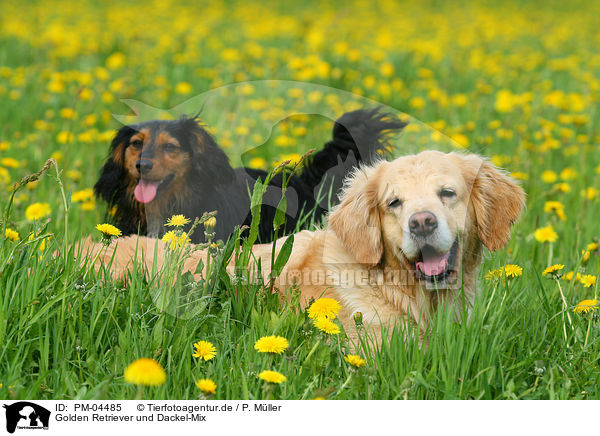 Golden Retriever und Dackel-Mix / Golden Retriever and mongrel / PM-04485