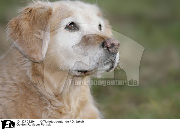Golden Retriever Portrait / Golden Retriever Portrait / DJ-01294