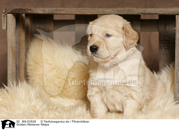 Golden Retriever Welpe / Golden Retriever Puppy / BS-03528