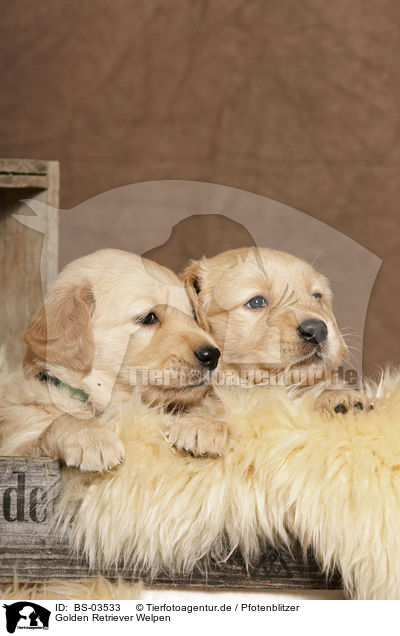 Golden Retriever Welpen / Golden Retriever Puppies / BS-03533