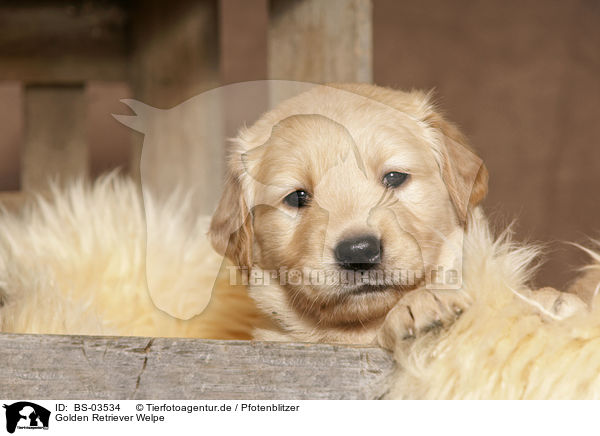 Golden Retriever Welpe / Golden Retriever Puppy / BS-03534
