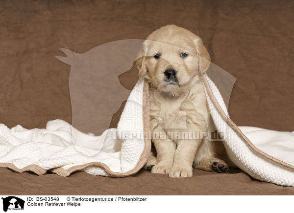 Golden Retriever Welpe / BS-03548