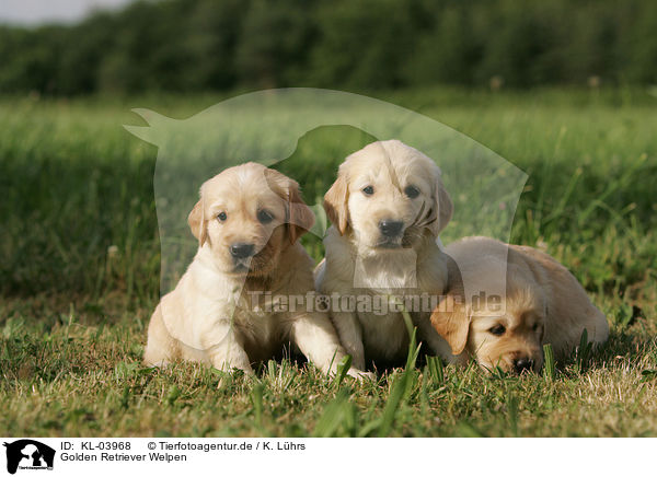 Golden Retriever Welpen / Golden Retriever Puppies / KL-03968