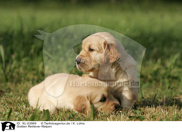 Golden Retriever Welpen / Golden Retriever Puppies / KL-03969