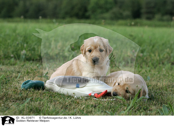 Golden Retriever Welpen / Golden Retriever Puppies / KL-03971