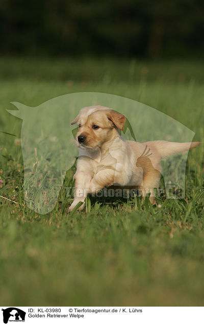 Golden Retriever Welpe / Golden Retriever Puppy / KL-03980