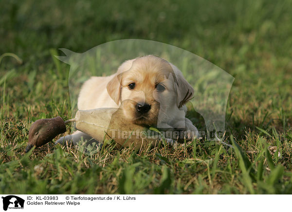 Golden Retriever Welpe / Golden Retriever Puppy / KL-03983