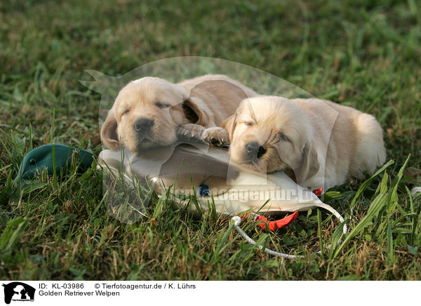 Golden Retriever Welpen / Golden Retriever Puppies / KL-03986