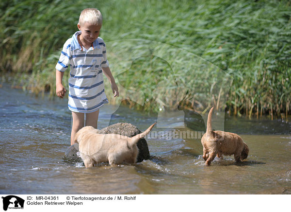 Golden Retriever Welpen / Golden Retriever Puppies / MR-04361