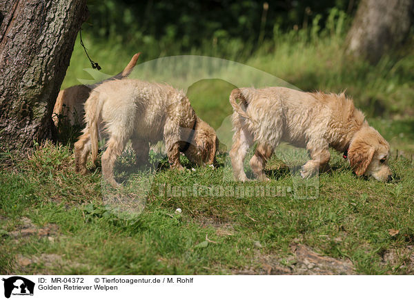 Golden Retriever Welpen / Golden Retriever Puppies / MR-04372