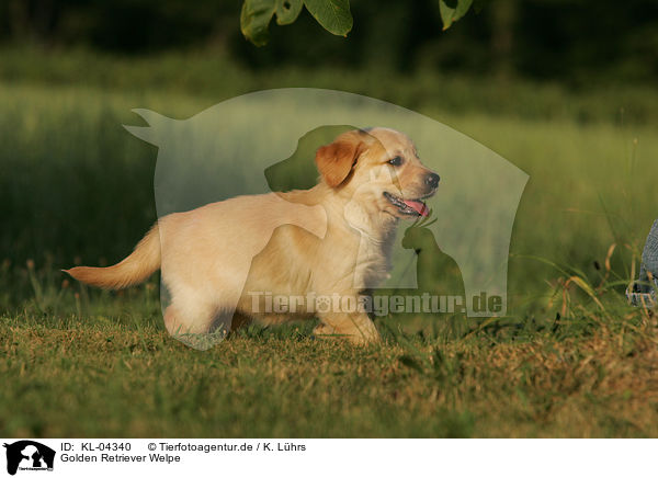 Golden Retriever Welpe / KL-04340