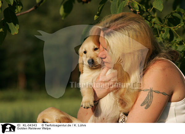 Golden Retriever Welpe / KL-04343