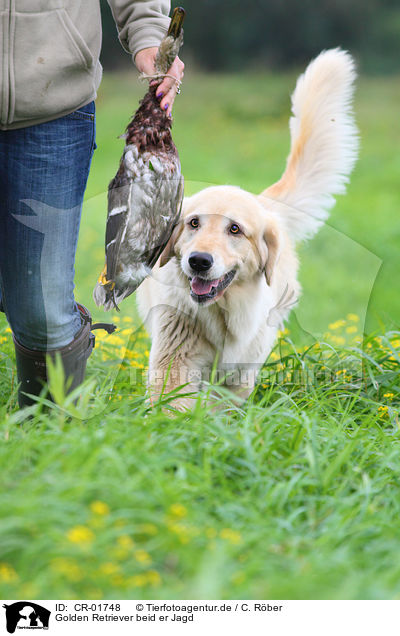 Golden Retriever beid er Jagd / CR-01748