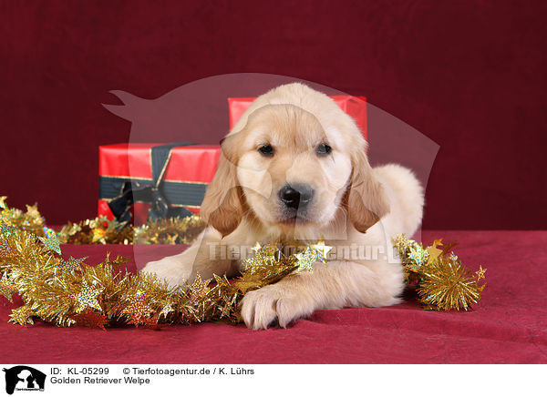 Golden Retriever Welpe / Golden Retriever Puppy / KL-05299