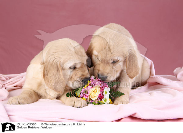 Golden Retriever Welpen / Golden Retriever Puppies / KL-05305