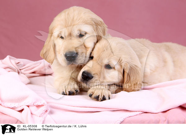 Golden Retriever Welpen / Golden Retriever Puppies / KL-05308