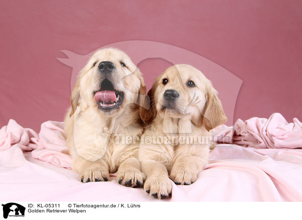 Golden Retriever Welpen / Golden Retriever Puppies / KL-05311