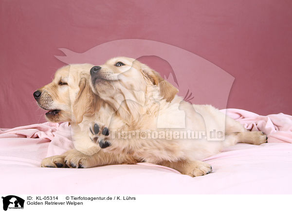 Golden Retriever Welpen / Golden Retriever Puppies / KL-05314