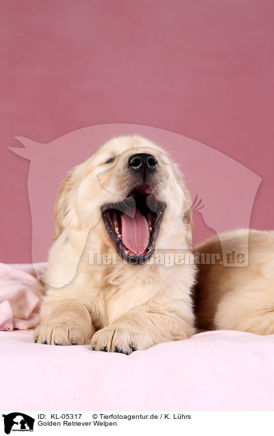 Golden Retriever Welpen / Golden Retriever Puppies / KL-05317