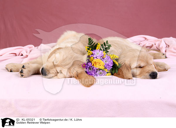 Golden Retriever Welpen / Golden Retriever Puppies / KL-05321