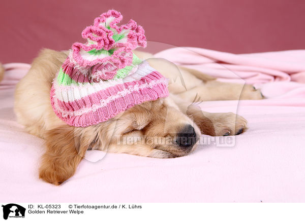 Golden Retriever Welpe / KL-05323